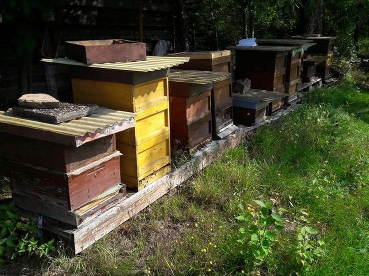 Apartmán Haus Zur Bienenweide Schömberg Exteriér fotografie