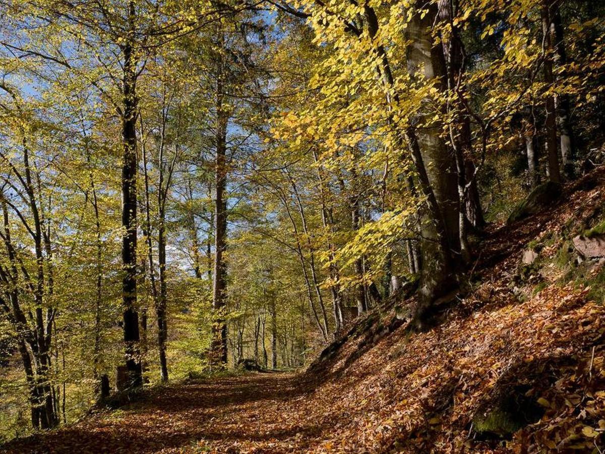 Apartmán Haus Zur Bienenweide Schömberg Exteriér fotografie